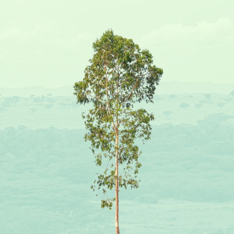 Eucalyptus Grandis